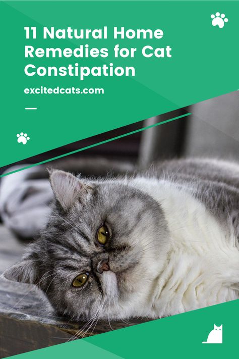 Otc Meds For Cats, Cat Constipation Remedies, Constipated Cat, Stomach Ache Remedy, Cat Remedies, Natural Constipation Remedies, Cat Throwing Up, Cat Diseases, Cat Health Problems