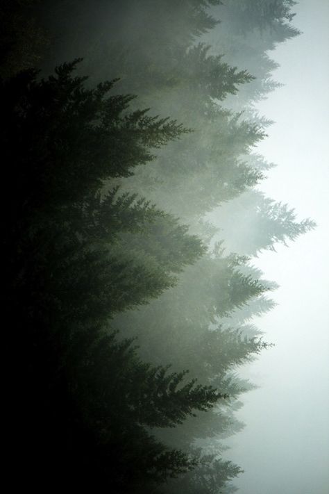 in the mist. Ed Wallpaper, Pine Tree Painting, Ombres Portées, Affinity Photo, Three Rivers, The Fog, Foto Art, Nature Tattoos, Outdoor Wood