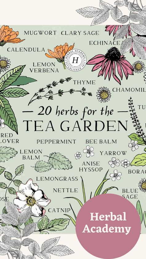 Herbs for Tea. Tea Herbs. Bergamot Plant, Wild Bergamot, Anise Hyssop, Tea Plants, Bergamot Tea, Tea Herbs, Recipes Learn, Vegetable Garden Diy, Magic Herbs