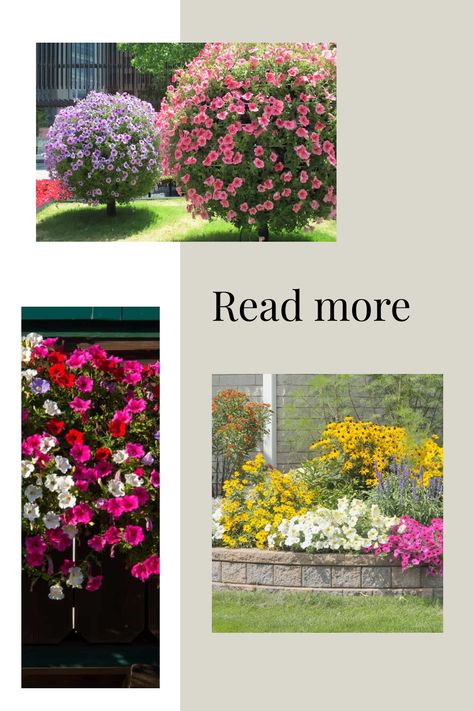 Exploring innovative methods to introduce vibrant hues to your garden can be an enjoyable adventure. If you've ever dreamt of transforming your petunias into tree-like beauties rather than typical shrubs, now is the time to discover how. Embrace the beauty and diversity that various gardening techniques can bring to your outdoor space. Unleash your creativity and watch as your garden blooms with newfound charm and elegance by experimenting with unconventional gardening strategies like training p Petunia Tree, Wave Petunias, Flower Tower, Old Farmers Almanac, Garden Posts, Gardening Techniques, Landscape Fabric, Now Is The Time, Breath Of Fresh Air