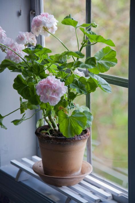 Geraniums Garden, Container Garden Design, Red Geraniums, Cottage Style Decor, Diy Wallpaper, Flower Display, House Plants Indoor, Pretty Plants, Gorgeous Gardens