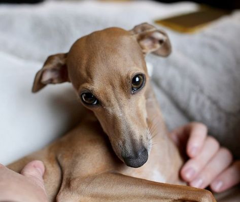 Italian Greyhound Colors: An Overview with the Cutest Photos Fawn Italian Greyhound, Italian Greyhound Colors, Blue Italian Greyhound, Miniature Italian Greyhound, Grey Hounds, Italian Greyhound Puppies, Greyhound Puppy, Italian Greyhound Dog, Fawn Colour