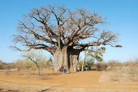 Boabab Tree. Limpopo Province. South Africa. Limpopo Province, Tropical Tree, Painting Subjects, South Africa, Country Roads, Art Painting, Art Inspiration, Trees, Plants