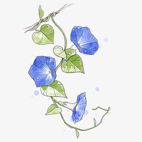 Vine Clipart, Morning Glory Tattoo, Flower Vine Tattoos, Morning Glory Vine, Vine Drawing, Blue Morning Glory, Morning Glory Flowers, Blue Morning, Vine Tattoos