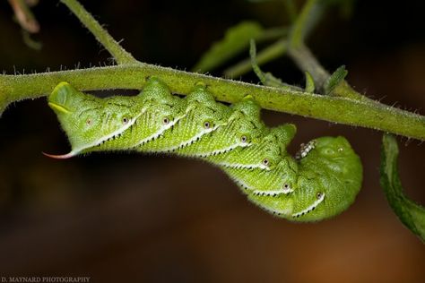 3 Tips To Get Amazing Macro Photography Shots This Spring Macro Photography Settings, Macro Photography Eyes, Macro Photography Water, Amazing Macro Photography, Photography Knowledge, Macro Photography Abstract, Macro Fotografia, Macro Photography Insects, Macro Photography Tips