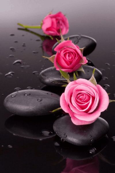 GIFS+FLORES+01.gif (400×600) Gif Of Flowers, Pink Flowers Gif, Flower Falling Gif, Gif Rose, Rose Blooming Gif, Roses Gif, Rose Stone, Rose Belle, Flower Rose