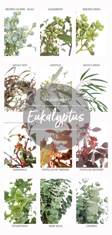 Eukalyptus ist aus trendigen Arrangements im Moment nicht wegzudenken. Mit seinem dezenten, leicht süßlichen Duft entführt er gedanklich in australische Wälder und bringt Urban Jungle Flair ins Wohnzimmer. Viele verschiedene Eukalyptus Sorten sind jetzt online bei Blumigo.de  #Blumenstrauß #blumenliebe #diy #diyideen #doityourself #flowers #  #eukalyptus #eukalyptusliebe #blumen #naturdeko #winterdeko #herbstdeko #blumenversand Plant Tattoo, Orchid Wedding, Healing Herbs, Floral Garden, Succulents Garden, Urban Jungle, Pink Peonies, Flower Power, Garden Plants