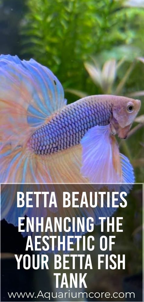 betta fish 101 Beautiful Betta Fish Tank, Betta Tank Decor, Betta Fish Aquascape, Betta Fish Tank Ideas Aesthetic, Beta Fish Tank Ideas Aesthetic, Aesthetic Fish Tank Ideas, Betta Fish Tank Ideas, Betta Care, Natural Decorations