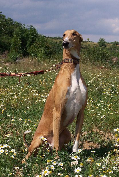 So, you used to run track and cross-country? Forget it, you still won’t be able to keep up with the sleek and streamlined Greyhound. Chart Dog, Sight Hounds, Greyhounds Racing, Talking Dog, Greyhound Art, Dog Jokes, Beautiful Dog, Grey Hound Dog, Dog Bath