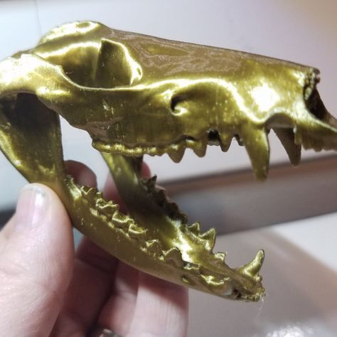 3D Printable Opossum Skull by Ian D Browne Opossum Skull, Stl Files, 3d Printable, Art Stuff, 3d Printing, Art