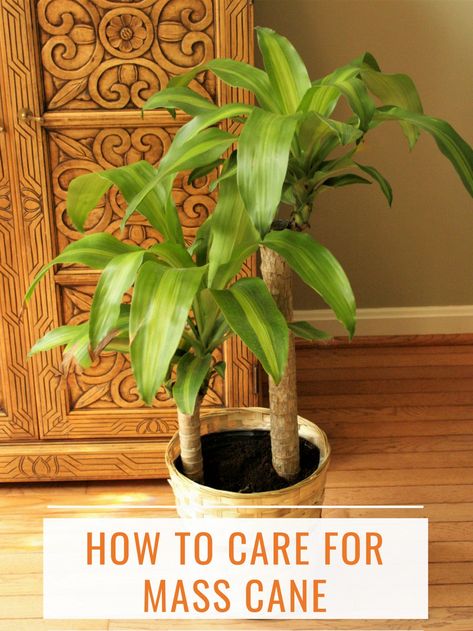 Mass cane, more commonly referred to as corn plant, is one of the most widely used indoor dracaenas. This article shows you how to care for this plant, especially in situations when the leaves turn brown or yellow. Cane Plant Care, Corn Plant Care, Mass Cane Plant, Dracaena Massangeana, Mass Cane, Cane Plant, Hanging Plants Diy, Dracaena Plant, Making Plant Pots