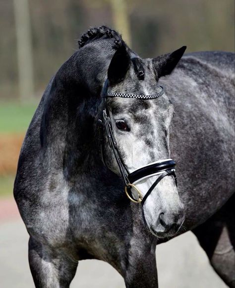 Dapple Grey Horse Black English Bridle Stallion Gelding Mare Dapple Grey Horse, Dapple Grey Horses, Mare Horse, Horse Black, Stallion Horses, Beautiful Horse Pictures, English Bridle, Horse Aesthetic, Grey Horse