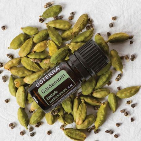 Cardamom Essential Oil (Ellettaria cardamomoum) Essential Oils For Nausea, Cardamom Essential Oil, Ginger Essential Oil, How To Make Oil, Essential Oil Benefits, Health Shop, Oil Benefits, Best Essential Oils, Oil Uses