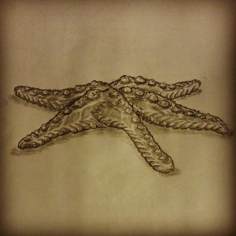 Starfish tattoo sketch by - Ranz Starfish Sketch, Animal Tatoos, Starfish Drawing, Starfish Tattoo, Starfish Project, Wall Drawings, Favorite Tattoos, Tattoo Sketch, Animal Drawing