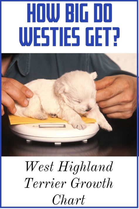 West Highland White Terrier Puppies, West Highland White Terrier Grooming, Westie Puppies For Sale, West Highland Terrier Puppy, Westie Puppies, Puppy Cut, Big Personality, Highland Terrier, Highlands Terrier