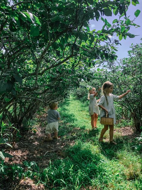 Blueberry Girl, Seasonal Eating, Blueberry Farm, Blueberry Picking, Birth Photos, Berry Picking, Freedom Love, Blueberry Bushes, Country Theme