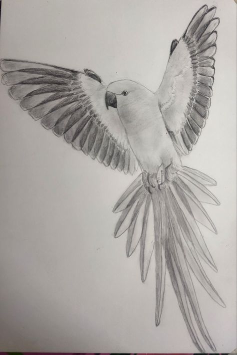 Teaching Painting, Ringneck Parrot, Drawing With Pencil, Parrot Drawing, School Drawing, Macaw Parrot, Pencil Shading, Animal Drawing, Pencil Sketch