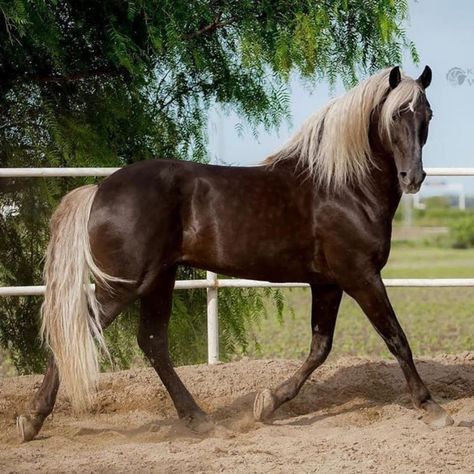 https://www.facebook.com/horseaddict.original/photos/a.592803024263312/1448206485389624/?type=3 Rocky Mountain Horse, Unusual Horse, Lusitano Horse, Mountain Horse, Pony Breeds, Victorian Paintings, Horse Rescue, Winged Horse, Most Beautiful Horses