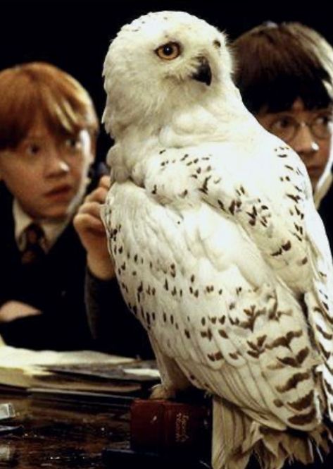 Hogwarts, Harry Potter, Desk, Pet