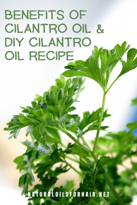 Cilantro Tincture Recipe, Coriander Oil Recipe, Cilantro Tincture Benefits, Cilantro Tincture, Cilantro Uses, Cilantro Oil Recipe, Fresh Cilantro Recipes, Benefits Of Cilantro, Herb Oil Recipe