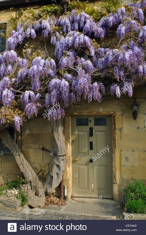 Garden Wisteria, Cotswold Cottage, Cotswolds Cottage, Uk Images, England Uk, Cottage Homes, Wisteria, Broadway, Photo Image