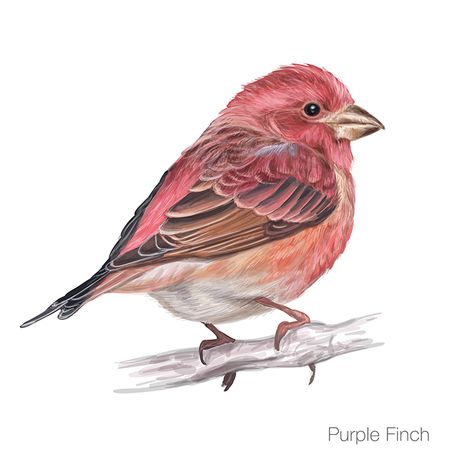 Purple finch vector illustration illustration, tutorial, botanical, science, birds, ornithology, vector, tutorial, drawing, work in progress, zoological, goldfinch, watercolor, bird, painting, purple funch, yellow, hand, white, tree, card, flowers, design, isolated, drawn, Hildebrandts starling, finch, greeting, watercolour, beautiful, nature, painted, element, cute, gold, flower, blossom, purple finch, rare, starling, blue, animal, endangered, peacock, animals, feather, Tekken 2, Purple Finch, Finches Bird, Flower Drawing Design, Bird Silhouette, Tree Illustration, Tree Drawing, Bird Drawings, Bird Illustration