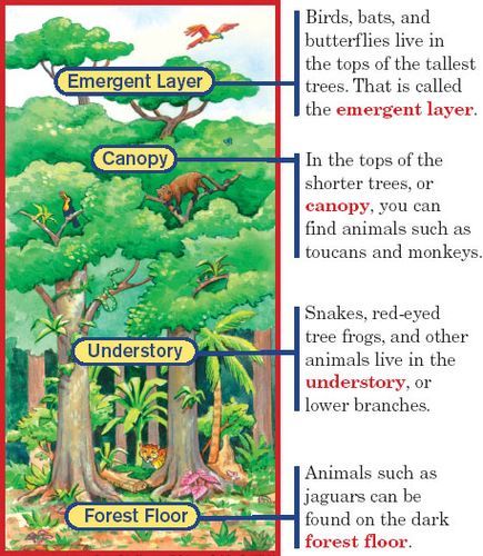 Layers of the rainforest diagram Rainforest Layers Craft, Layers Of The Rainforest Free Printable, Layers Of The Rainforest, Rainforest Diorama, Rainforest Preschool, Rainforest Classroom, Rainforest Crafts, Rainforest Project, Biomes Project