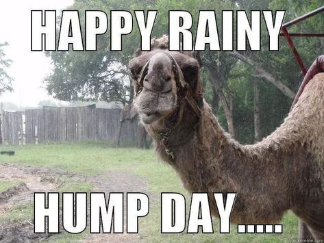 Rain Meme, Big Bird Meme, Rainy Good Morning, Hump Day Quotes, Wednesday Memes, Wednesday Hump Day, Wednesday Greetings, Hump Day Humor, Funny Weekend Quotes