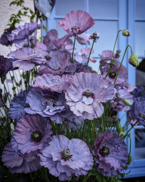 Amazing Grey Poppy, Shirley Poppy, Purple Poppy, Garden Paradise, Light Purple Flowers, Purple Poppies, Poppy Flower, Light Purple, Purple Flowers