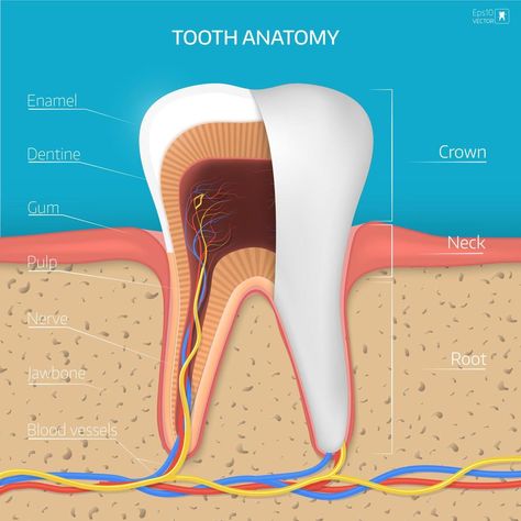 Tooth Structure, Teeth Anatomy, Tooth Infection, Dental Cavities, Vector Infographic, Infographic Poster, Stronger Teeth, Dental Teeth, Jaw Bone