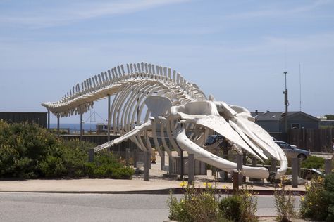 Blue Whale Skeleton Blue Whale Size, University Of California Santa Cruz, Whale Skeleton, Floating Architecture, Animal Skeletons, Animal Bones, Deep Blue Sea, Marine Mammals, Blue Whale