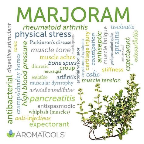 Marjoram has a wide range of uses. I’m just going to list some of my favourite things marjoram helps with. 🌀overall pain relief excellent with muscular pain. 🌀helps to comfort those who are grieving/ sad or lonely 🌀fortifying/warming/comforting aroma 🌀helps with stiff/tight muscles, rheumatic pain, arthritis, lumbago, inflammation, swollen joints 🌀vasodilation 🌀good to use as a muscle soak in the bath 🛁 3-5 drops in the bath diluted with a carrier oil 🌀beneficial for period pain/cramps r Marjoram Essential Oil, Origanum Majorana, Muscle Relief, Cedarwood Oil, Aromatherapy Blends, Young Living Oils, Doterra Oils, Muscle Aches, Marjoram