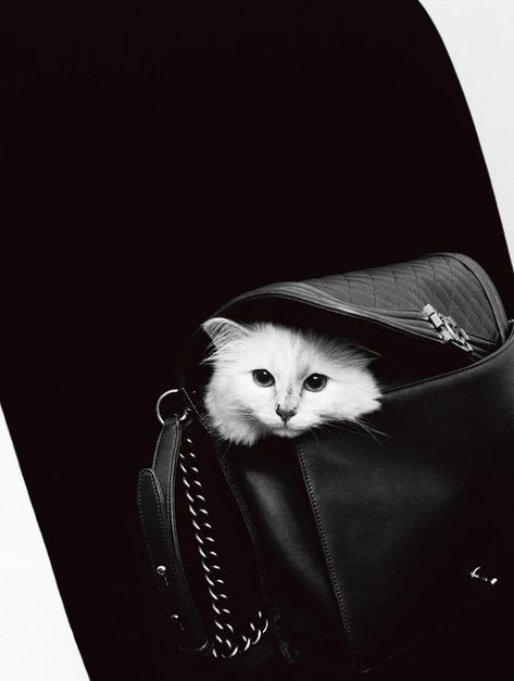 Choupette: the private life of a very public cat – in pictures | Fashion | The Guardian Choupette Lagerfeld, Karl Lagerfeld Choupette, Chanel Chain Bag, International Cat Day, Cat Fashion, Cat Carrier, Cat Care, Harpers Bazaar, Crazy Cat Lady