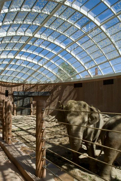 Foster + Partners, Richard Davies, Nigel Young · Elephant House · Divisare Zoo Decor, Elephant House, Elephant Zoo, Zoo Project, Zoo Architecture, Galapagos Tortoise, Foster Partners, Royal Park, Round Up