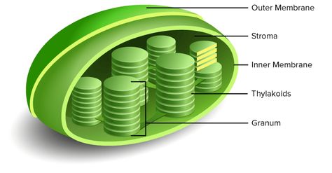 Thylakoids and granum inside chloroplast Plant Cell Structure, Plant Cells, Eukaryotic Cell, Cell Structure, Inside Plants, Cell Biology, Plant Cell, Cell Wall, Science Biology