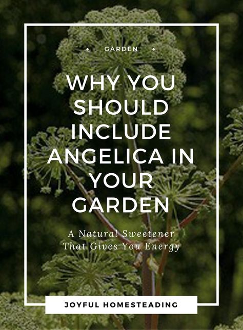 Growing angelica in your garden can reap big rewards, including more energy and relieving digestive complaints. Angelica Plant, Angelica Herb, Forage Recipes, Natural Apothecary, Flower Medicine, Herbs For Sleep, Learning Herbs, Medicine Garden, Homestead Gardening