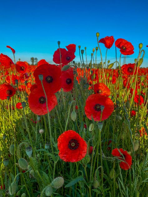 Purple Bedroom Decor, Red Anemone, Anemone Flower, Garden Yard Ideas, Poppy Field, Beautiful Landscape Wallpaper, Black Aesthetic Wallpaper, Landscape Wallpaper, Poppy Flower