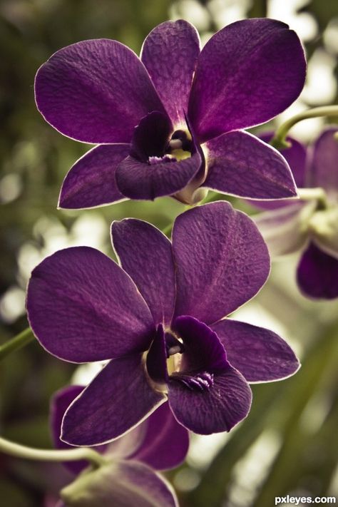 Purple Orchid.                                                                                                                                                                                 More Orchid Photography, Exotic Orchids, Orchids Garden, Photography Contest, Orchid Care, Purple Orchids, Beautiful Orchids, Elegant Flowers, Glass Flowers