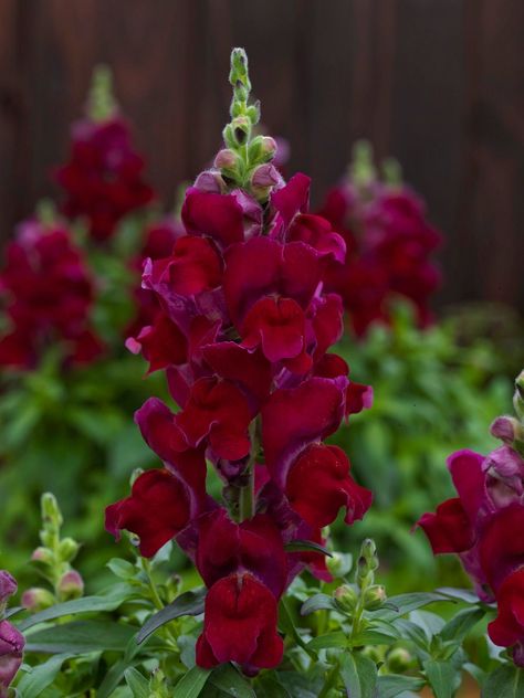 "Snapdragon Seeds Snapdragon Candy Tops Red 50 thru 500 Pelleted Seeds Dwarf Snapdragon F1 The Snapdragon Candy tops series is a very eye catching variety that has full spikes that have bright colors. This plant is a dwarf variety that gets 7\" to 8\" tall and get about 6\" wide. The Candy Tops series is a very compact plant these are pelleted seeds so they are easy to see and plant. This for 50 thru 500 pelleted seeds you pick the amount you need. These are a f1 Hybrid these have been known to Snapdragon Seeds, Snap Dragon, Snapdragon Flowers, Flower Identification, Rainbow Garden, Gothic Garden, Plant Tags, Bedding Plants, Pool Landscaping