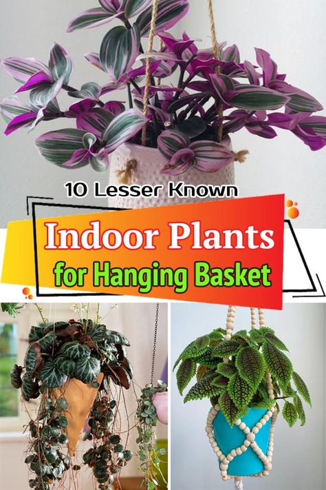 Hanging Baskets Indoor, Frontyard Landscape Layout, Hanging Plant Ideas, Oxygen Plant, Sweet Smelling Flowers, Basket Plant, Garden Container, Benefits Of Gardening, Plant Hanging