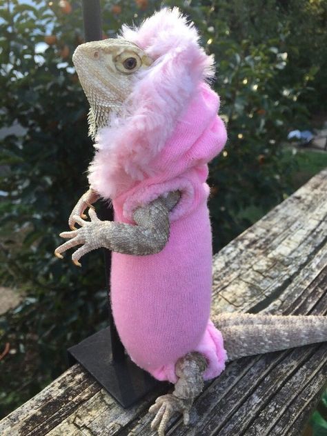 Bearded Dragon Outfits, Bearded Dragon Clothes, Bearded Dragon Diy, Bearded Dragon Funny, Bearded Dragon Diet, Baby Bearded Dragon, Bearded Dragon Cute, Pet Lizards, Bearded Dragon Care