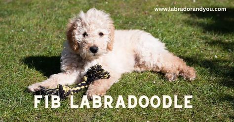 A complete expert guide on understanding the F1B Labradoodle. And why it is the best poodle generation? F1b Labradoodle, Labradoodle Breeders, Labradoodle Puppies For Sale, Australian Labradoodle Puppies, Friends Like Family, Small Poodle, Labradoodle Puppies, Dog Club, Australian Labradoodle