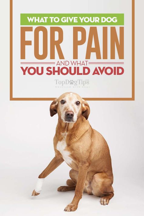 What Can I Give My Dog For Pain and What To Avoid? You have been noticing that your dog has been limping a bit and suspect that it could be arthritis setting in. You are worried that your dog is in pain as he eases his way into his bed and grunts as he gets up slowly. Now, you find yourself asking, “What can I give my dog for pain?” #dogs #pain #management #nsaid #pets #dog #canines #dangers #hazards #medicine #overthecounter #health Dog Illnesses, Meds For Dogs, Dog Medicine, Dog Remedies, Dog Wellness, Dog Joints, Medication For Dogs, Dog Health Tips, Dog Skin