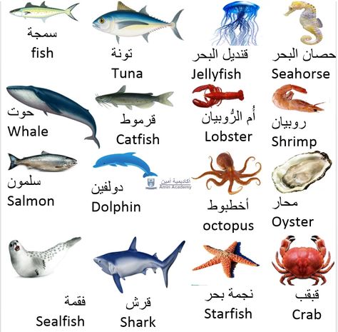 Types of Fish and Sea Animals in Gulf Arabic Qatari Arabic Vocabulary Amin Academy أكاديمية أمين Arabic Animals, Disney Quote Lion King, Learning Arabic For Beginners, Spoken Arabic, Marine Organism, Learn Arabic Online, Types Of Fish, Water Animals, Logo Gallery