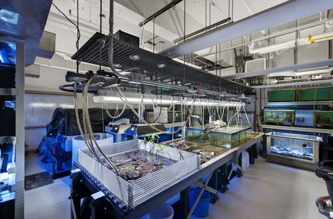 Facilities for Teaching, Training, and Research » Marine Program ... Marine Biology Room, Marine Biology Jobs, Biotechnology Art, Biology Jobs, Laboratory Design, My Future Job, Biology Labs, Teaching Biology, Lab Tech