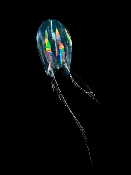 A rainbow-colored Comb Jellyfish near Antarctica | Ingo Arndt Comb Jellyfish, Comb Jelly, Deep Sea Life, Colorful Jellyfish, Creature Marine, Cnidaria, Dark Water, Life Under The Sea, Under The Water