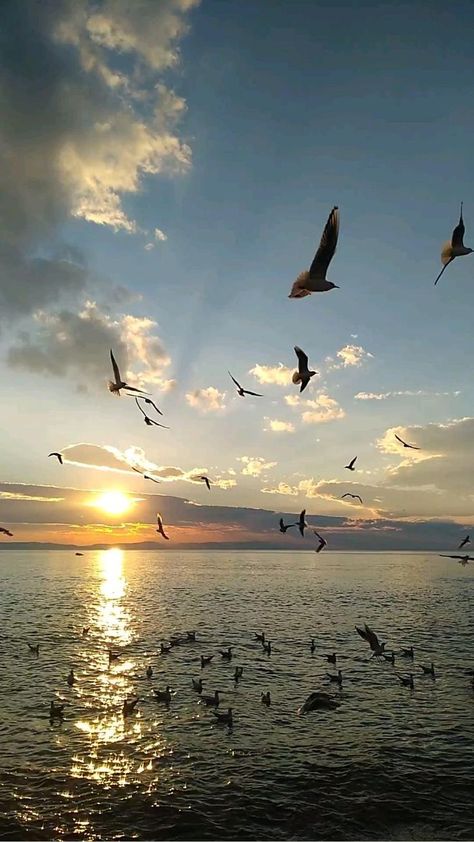 Lost In The Moment, Dark Forest Aesthetic, Blue Moon Photography, Retro Pictures, Birds In The Sky, Green Background Video, Amazing Places On Earth, Beautiful Sea Creatures, Background Images For Quotes