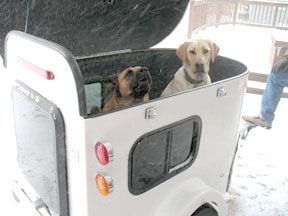 Pet Merchandise, Motorcycle Campers, Pet Trailer, Biker Dog, Dog Trailer, Tiny Horses, Dog Hotel, Trailer Plans, Motorcycle Trailer