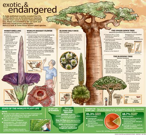 Biology Poster, Endangered Plants, Lost Garden, Nature Museum, Plant Projects, Endangered Animals, Scientific Illustration, Plant Species, All About Plants