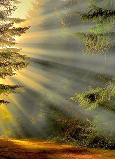 Found on Pinterest on 4-19-16. Morning Autumn, Oregon Forest, Matka Natura, Sun Shining, Amazing Pics, Nature Wallpaper, Beautiful Photography, Amazing Nature, Nature Pictures